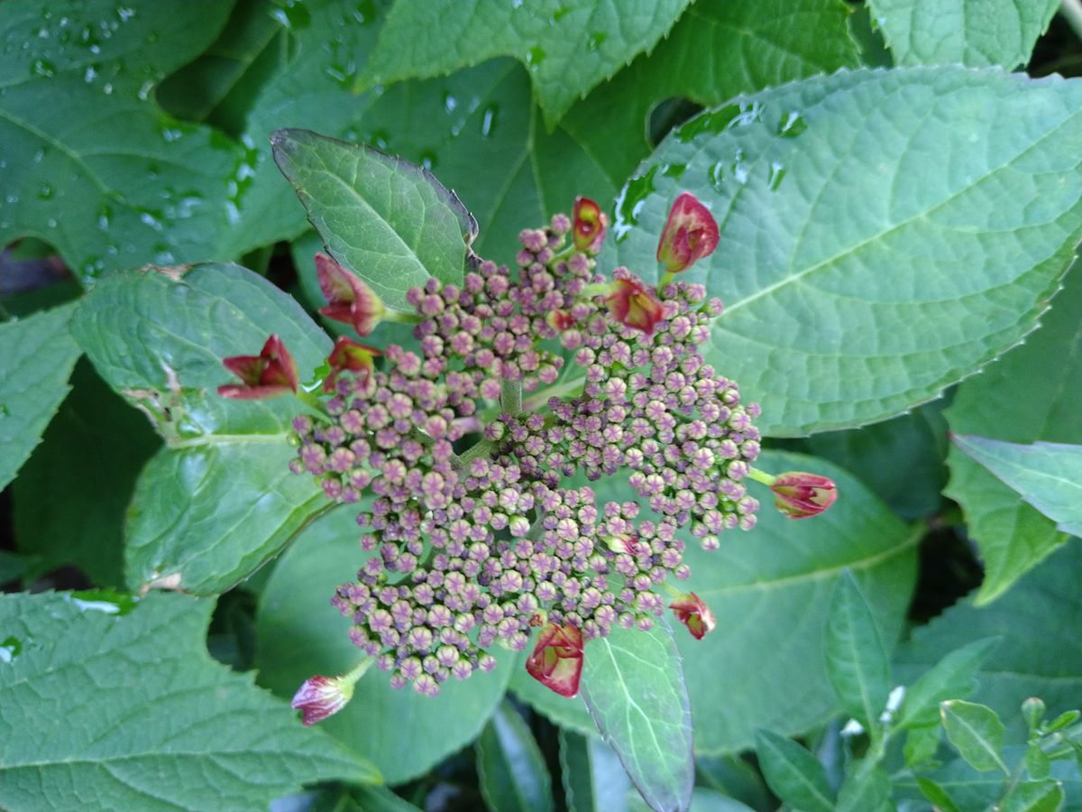 ☆庭の紫陽花〜№１☆彡