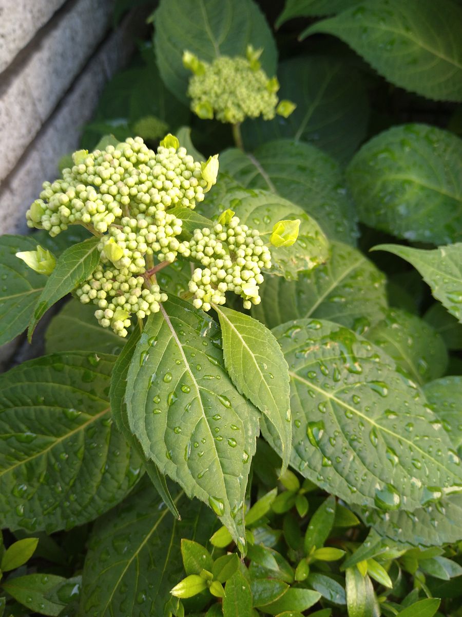 ☆庭の紫陽花〜№１☆彡