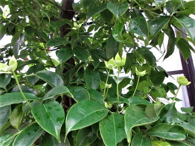 タイム🌱はグランドカバーに