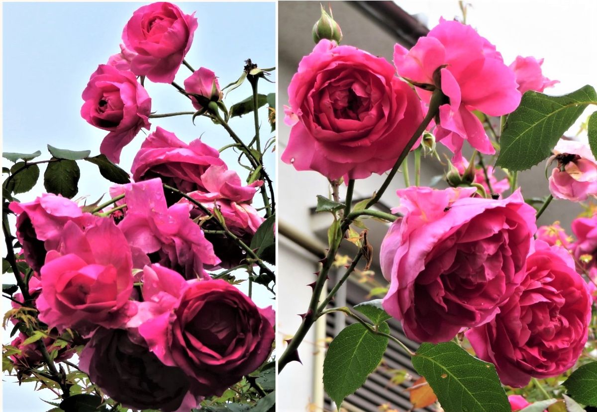 🌹今日のツルバラ🌹(その17)