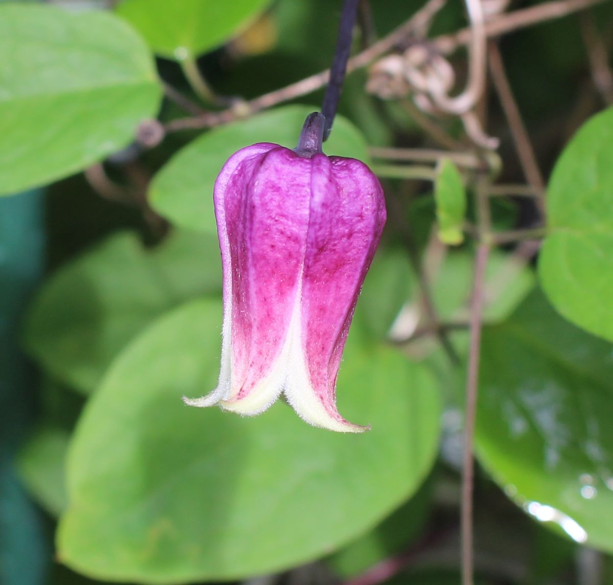 今日のお花