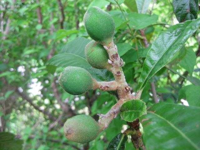 野草園の収穫