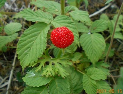 勇気を出して、「食べました」！