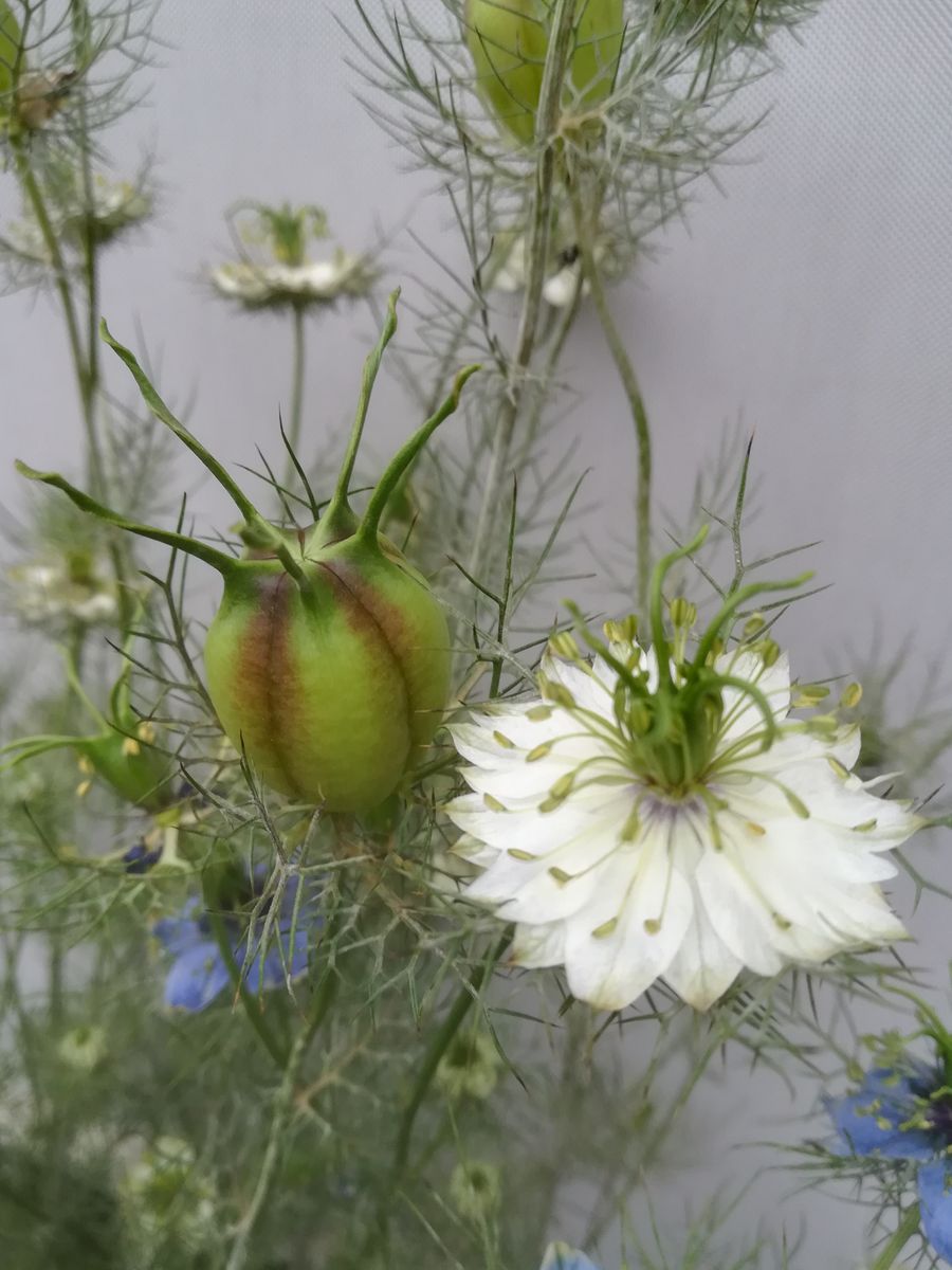 ニゲラ💜開花中