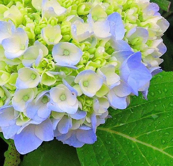 梅雨にアジサイが似合う