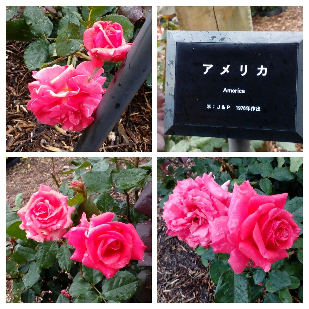 （オンタイム日記）小雨が降る中、元気に咲く『バラ園』のバラ達🌹🌹🌹②