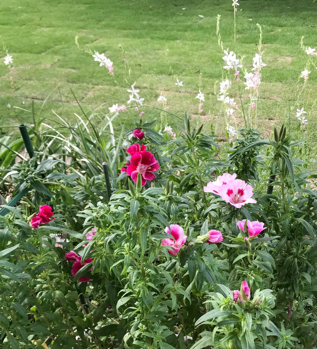 🌺ハイビスカス🌸ゴデチア