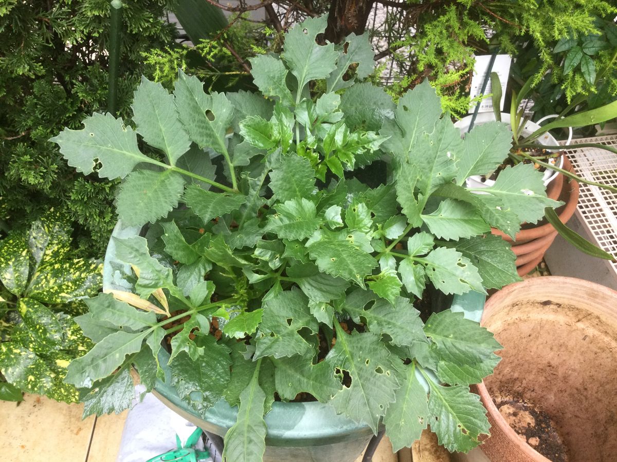 ダリアの葉、紫陽花の花