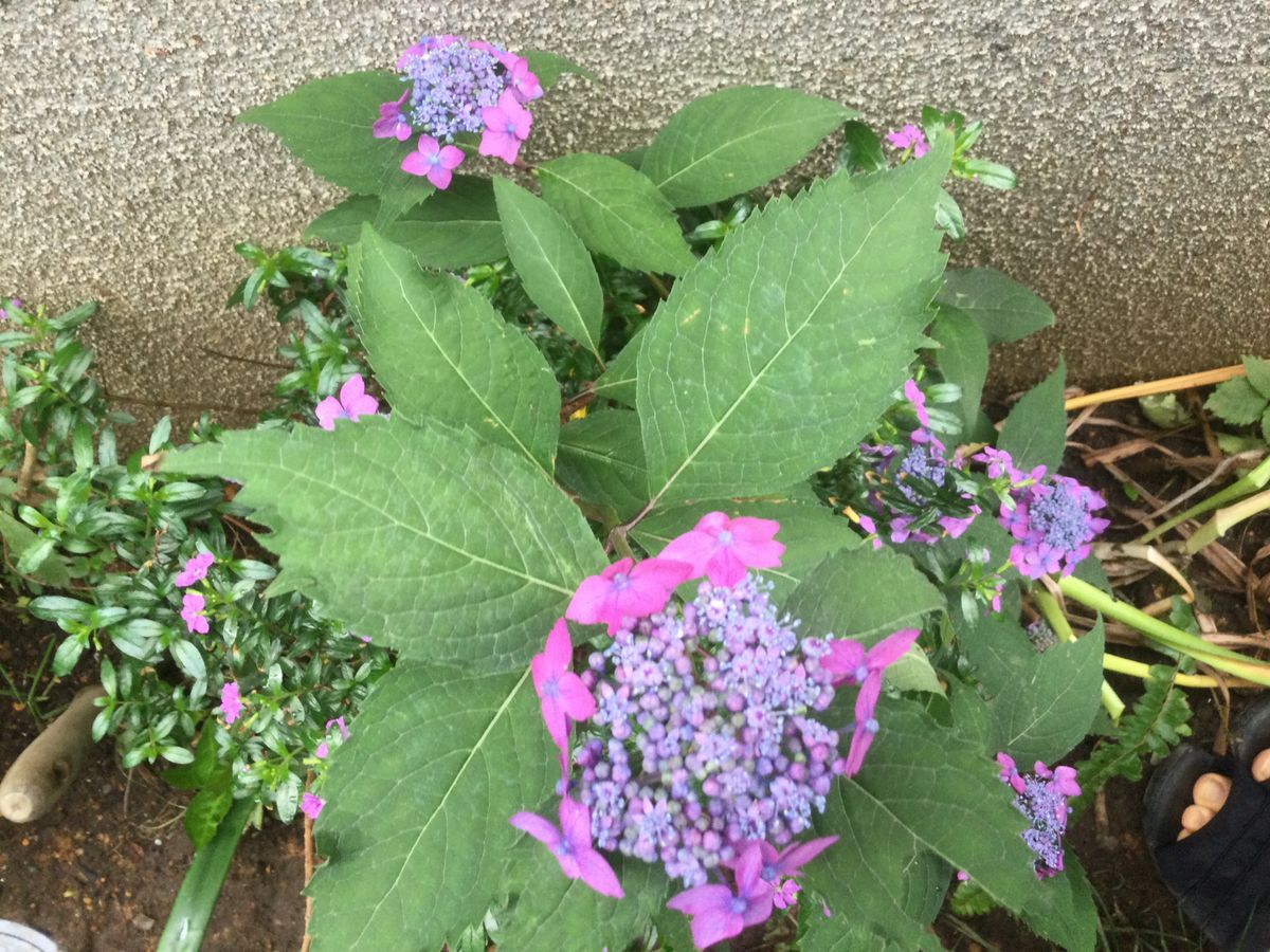 ダリアの葉、紫陽花の花