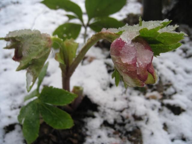 雪ですぅ