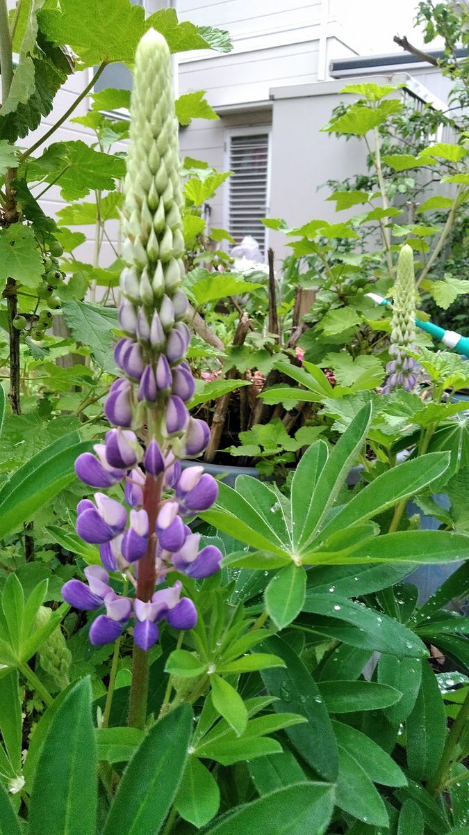 今朝のお気に入りの顔