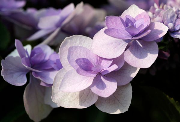 みちのく福島にも，紫陽花が　Ⅱ