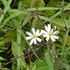 山麓の花散策-6月６日