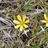 山麓の花散策-6月６日