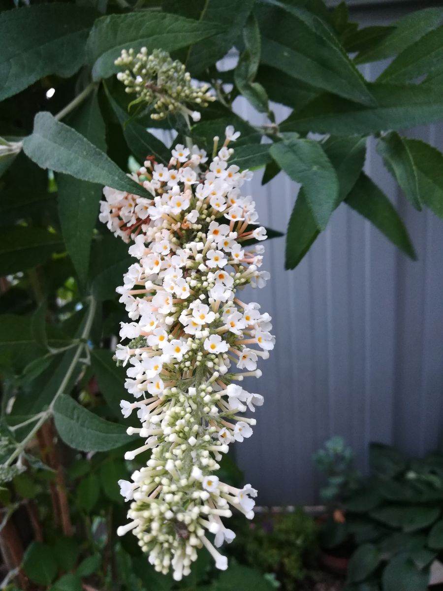 小さな庭に咲く花達〜