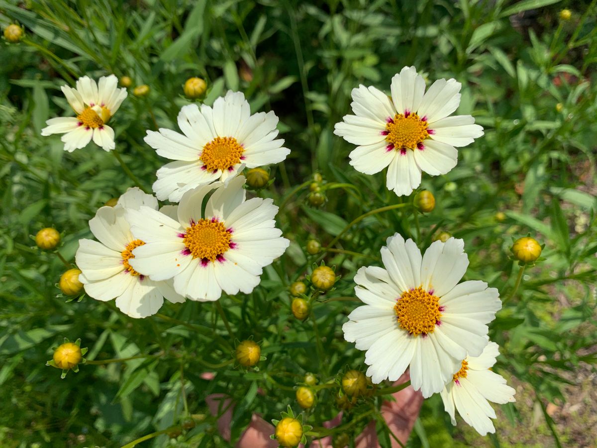 今朝のお花達(^_-)-☆