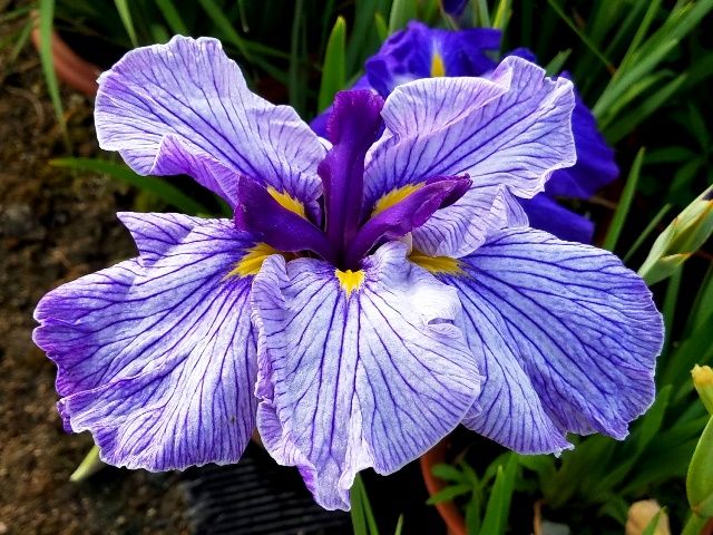 朝日に照らされた花菖蒲