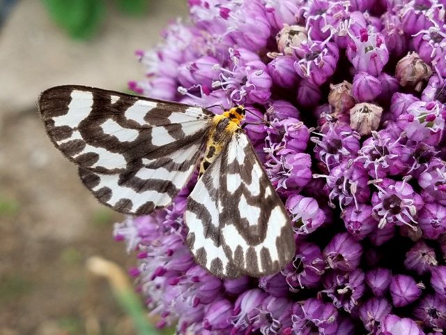 ニンニクの花