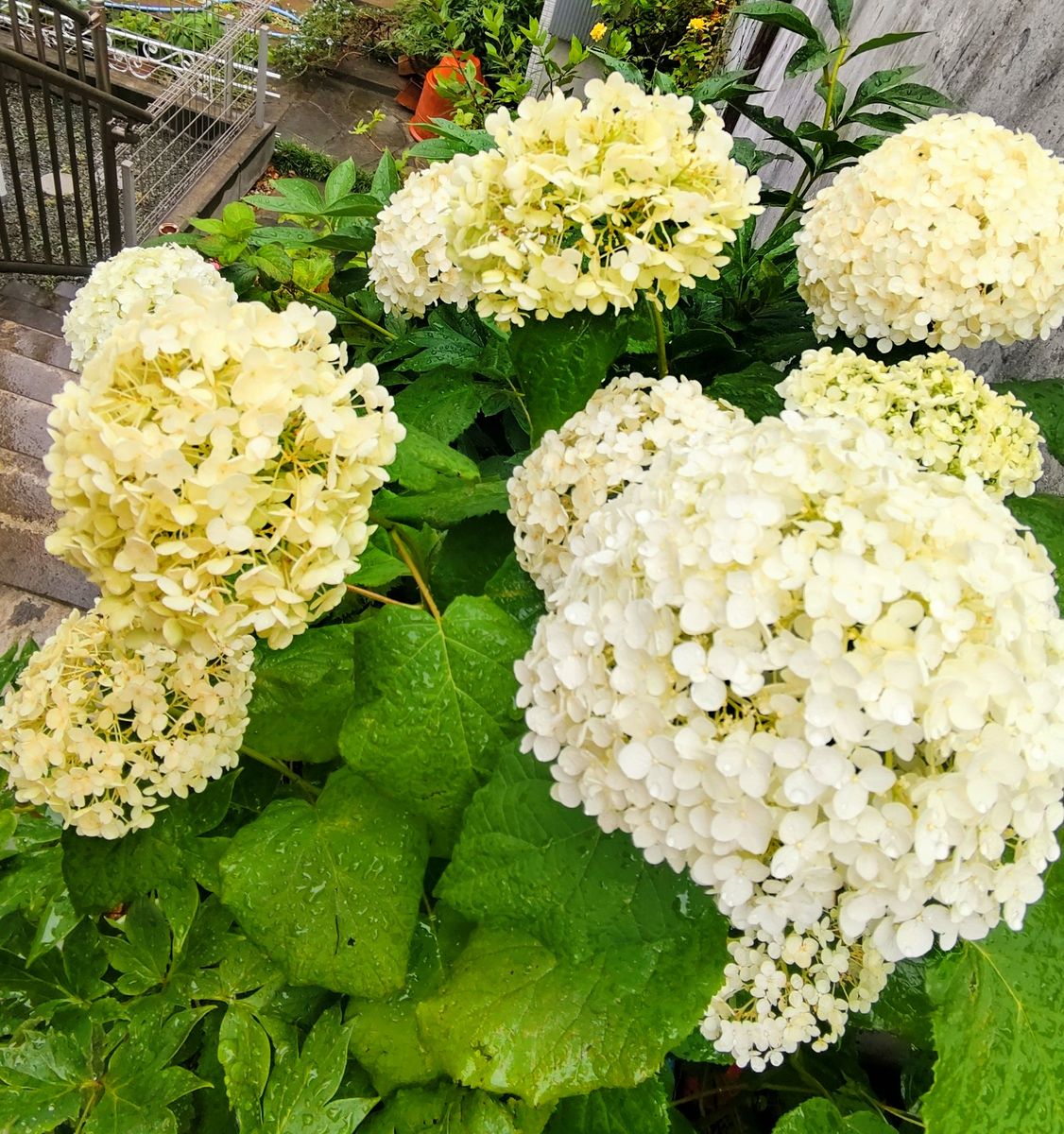 雨に濡れる紫陽花