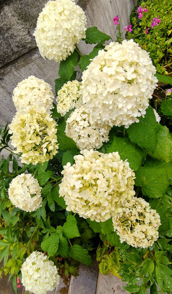 雨に濡れる紫陽花