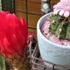 🌵サボテンの花🌵その16