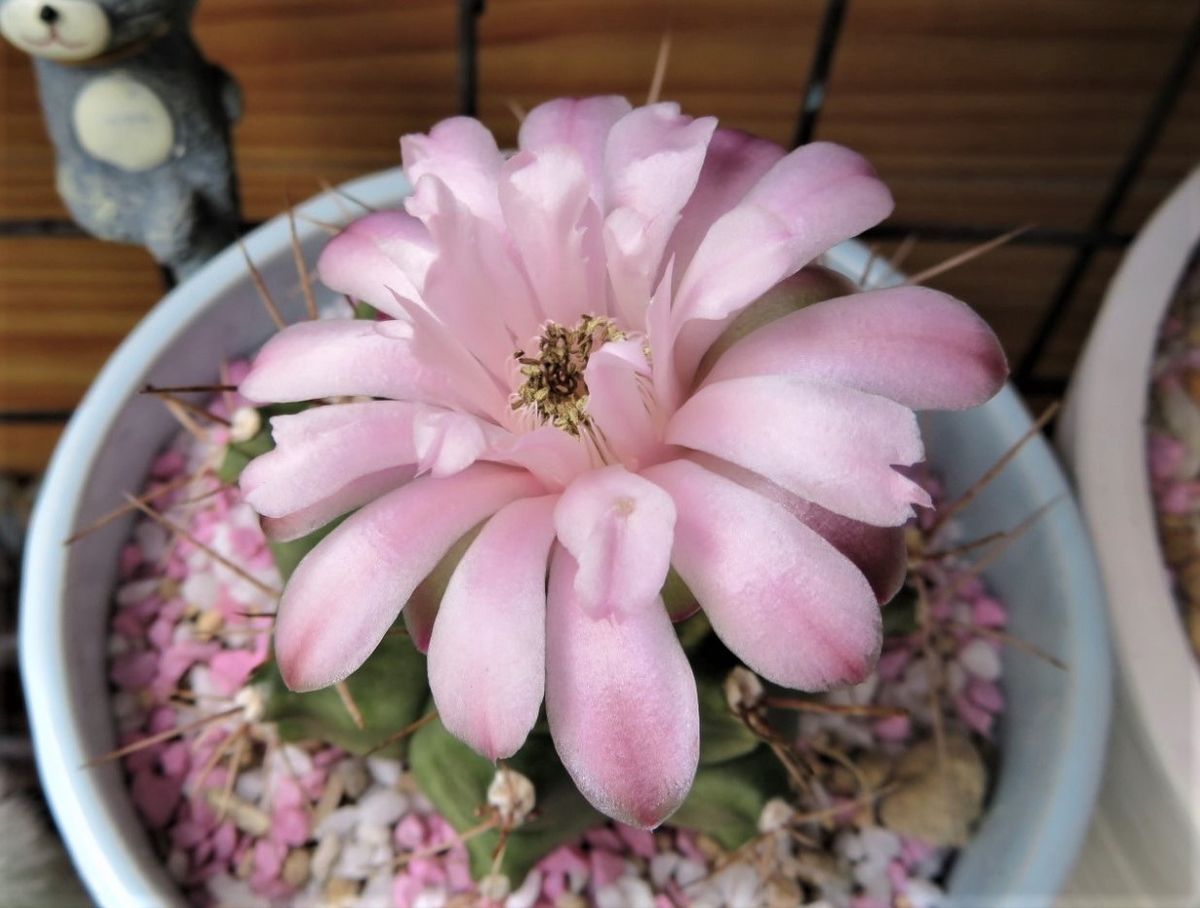 🌵サボテンの花🌵その16