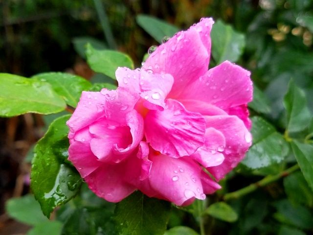 雨に濡れたバラ②