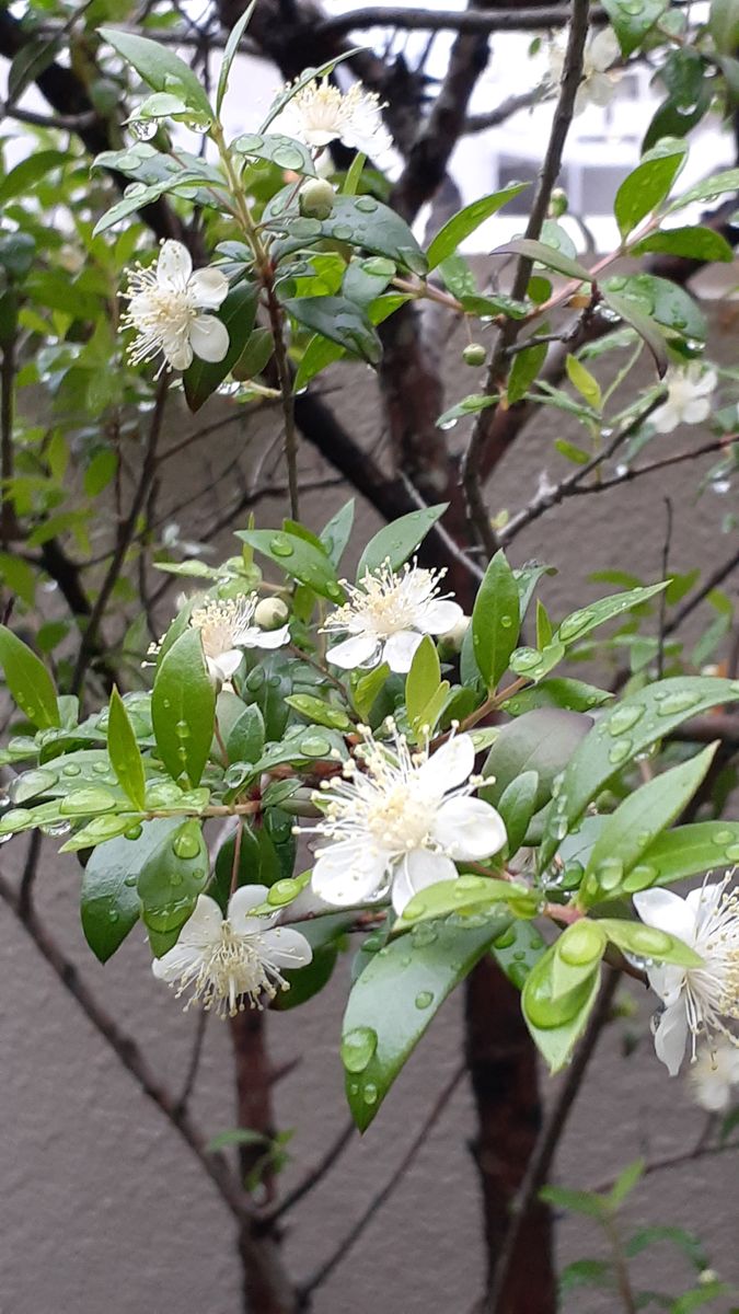 ふくおかルーバルガーデン5～梅雨時💧🌿🍀の庭たより…銀梅花🌸今回も雨粒の花びら～...