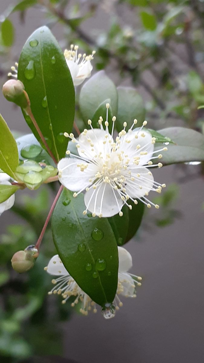 ふくおかルーバルガーデン5～梅雨時💧🌿🍀の庭たより…銀梅花🌸今回も雨粒の花びら～...