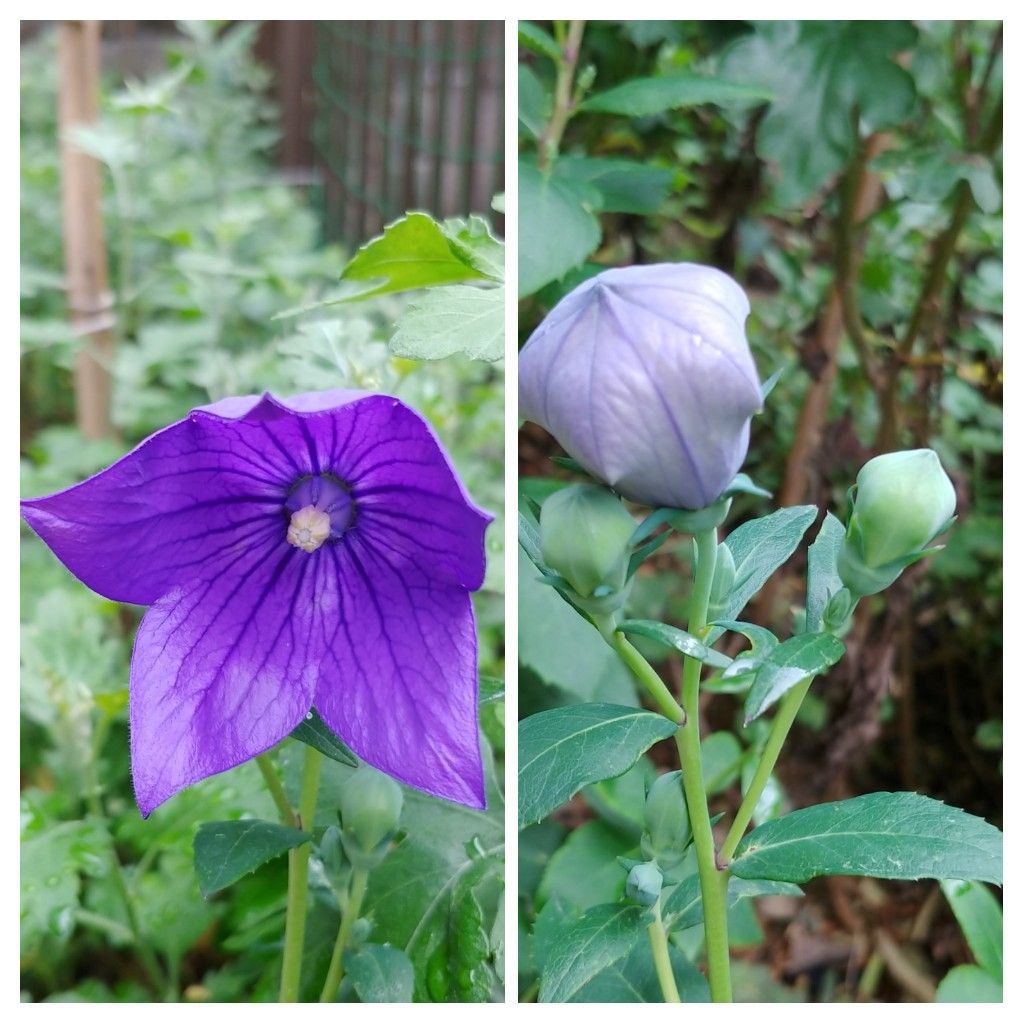 今朝の花