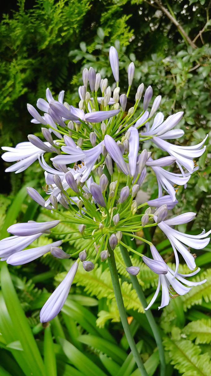 今朝の花