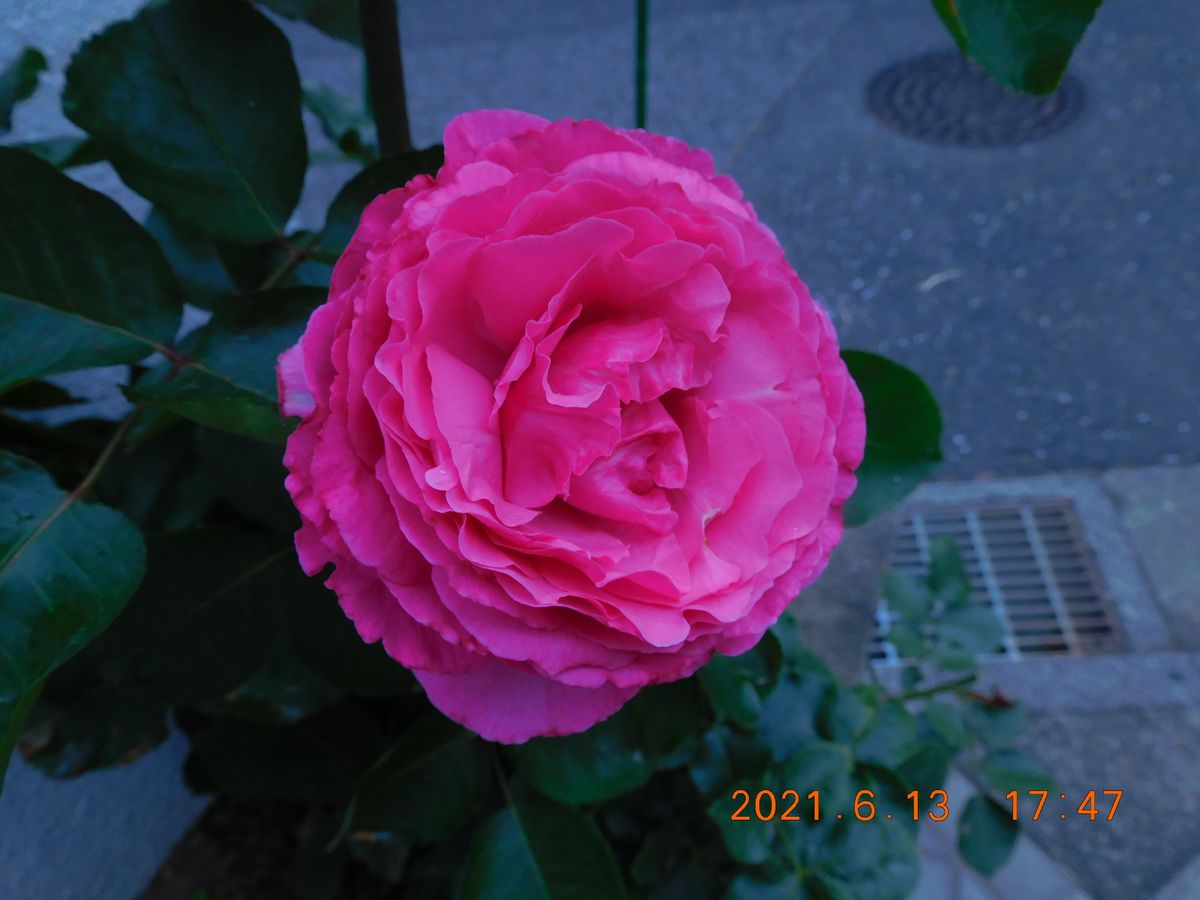 最近の薔薇