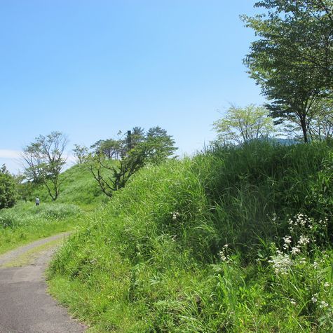 三秀台のウツボグサ