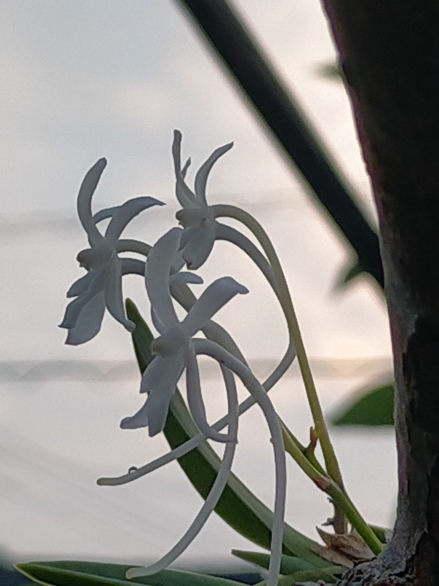 香りがある花