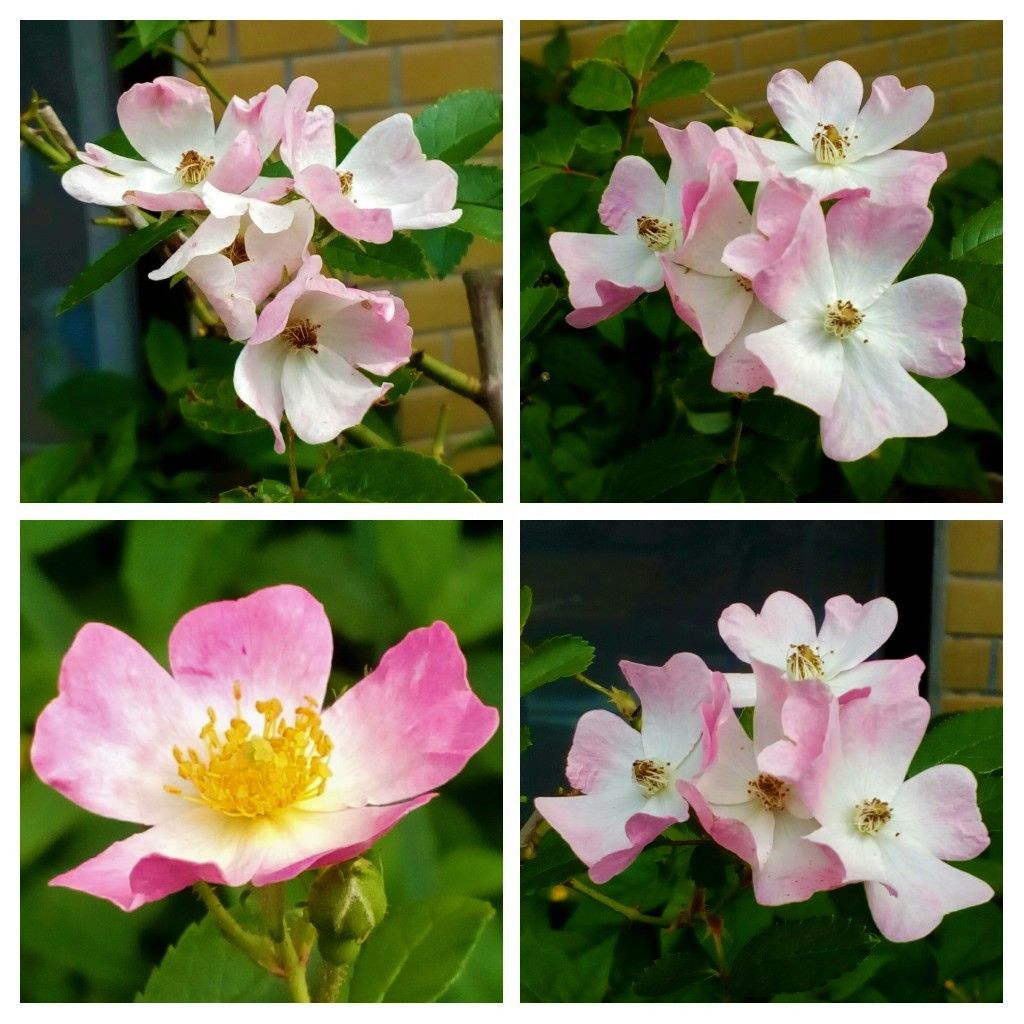 今朝の玄関先のバラたち🌹🌹🌹