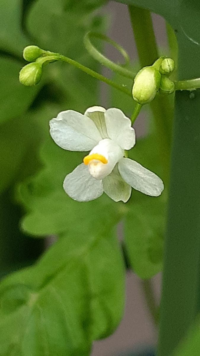 ふくおかルーバルガーデン5～梅雨時💧🌿🍀の庭たより…センチメンタル🌹、フウセンカズラの花🌸