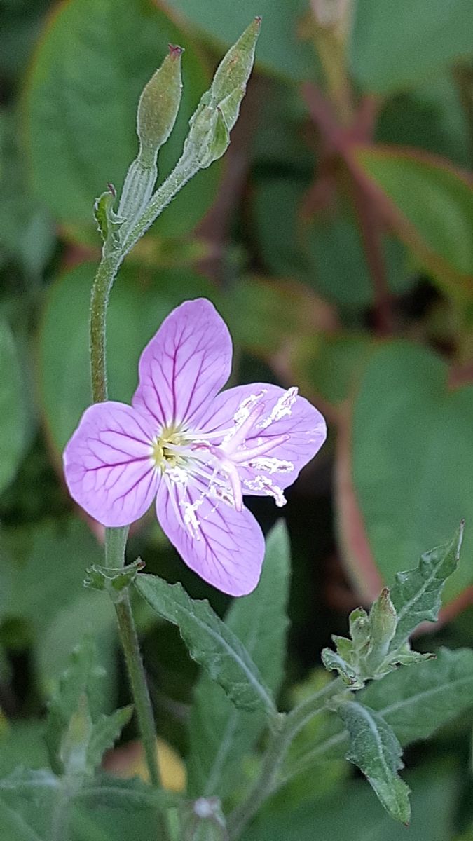 ふくおかルーバルガーデン5～梅雨時💧🌿🍀の庭たより…センチメンタル🌹、フウセンカズラの花🌸