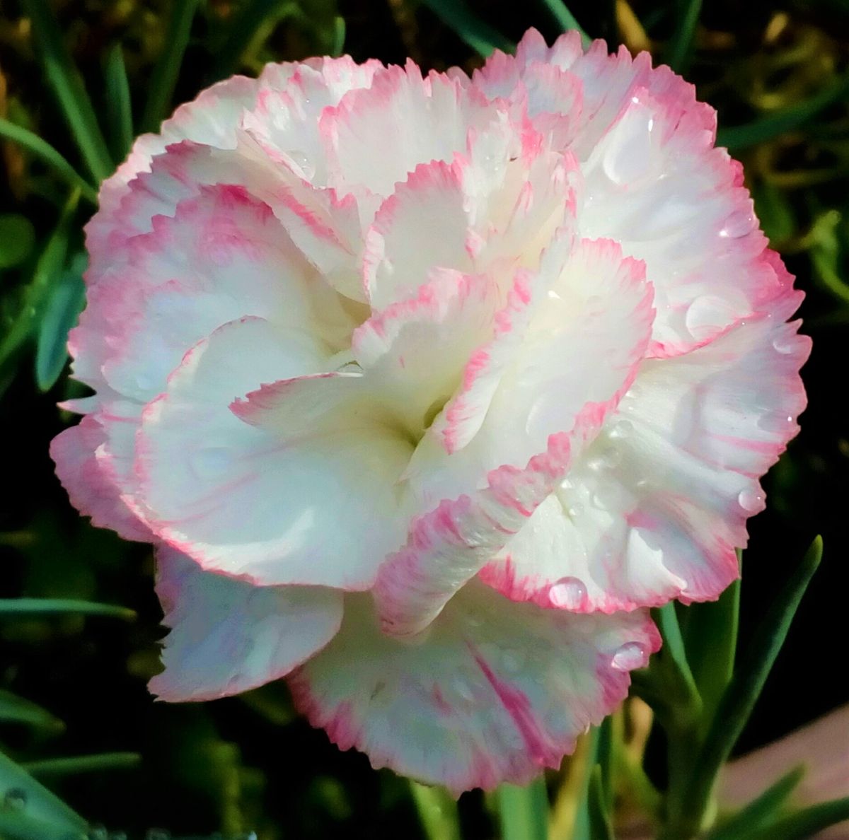 雨上がりの朝の花たち②