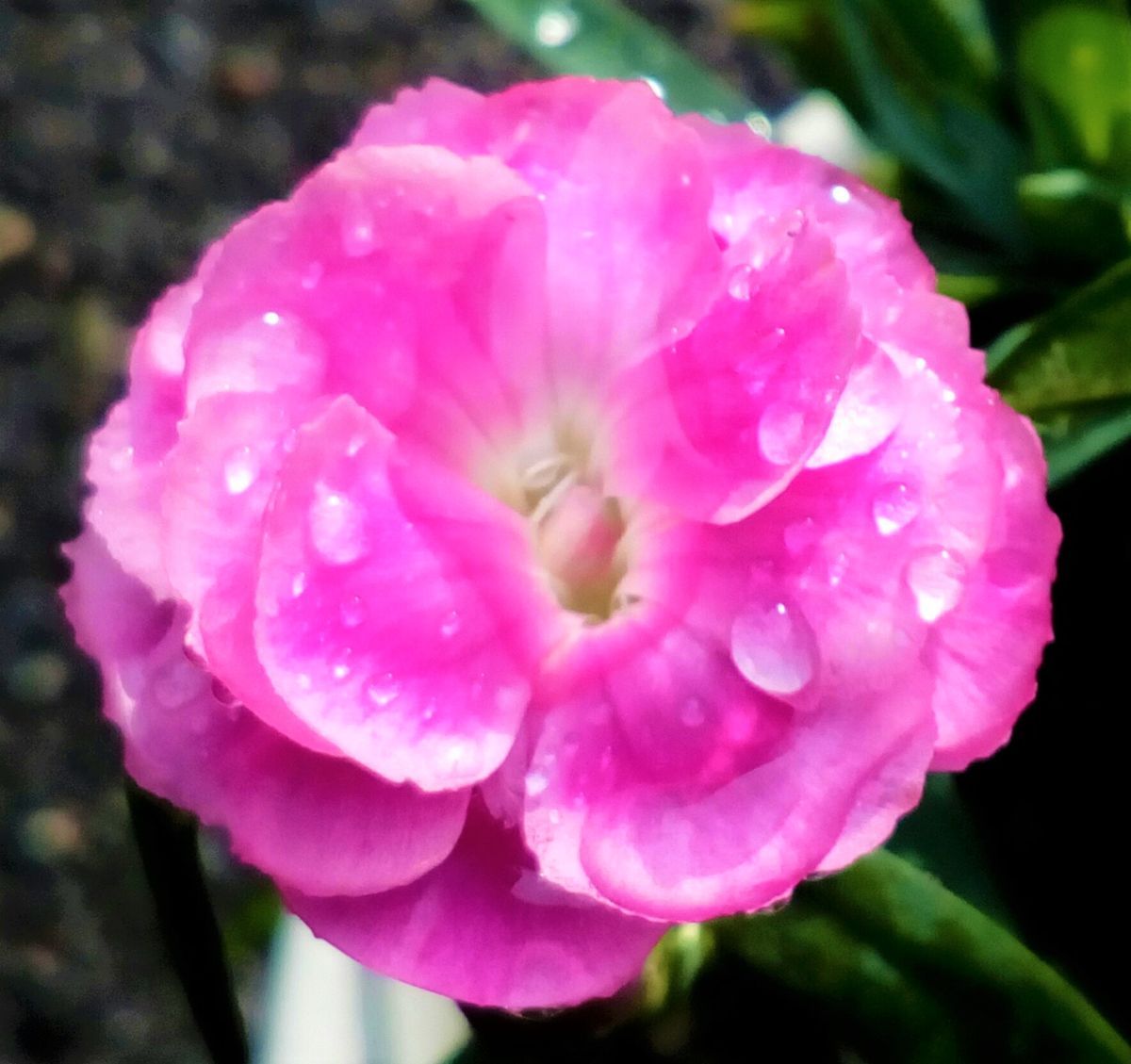 雨上がりの朝の花たち②