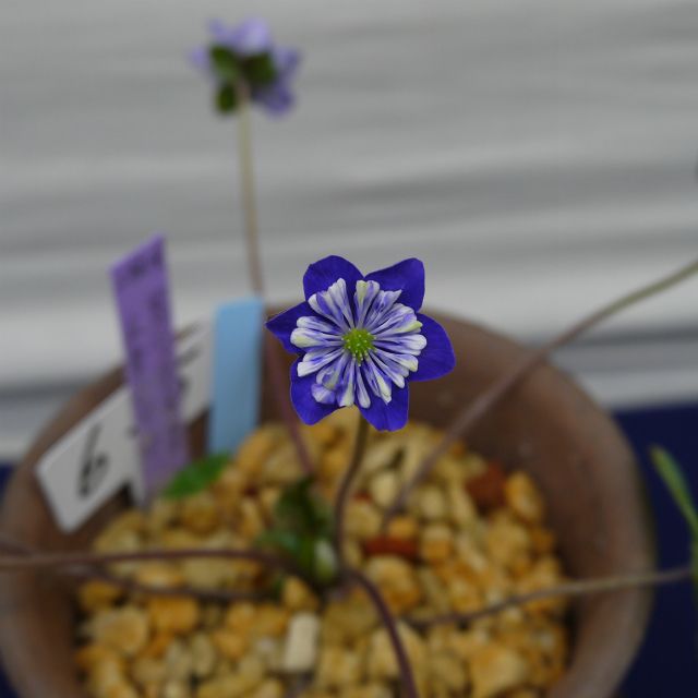 雪割草の全国大会を見学して来ました。②