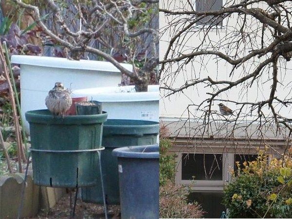 毎日来てるカラスとツグミ