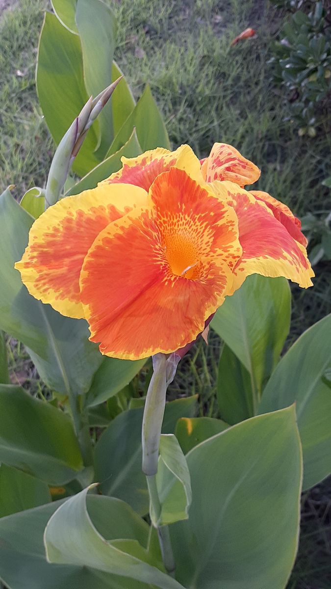 ふくおかルーバルガーデン5～盛夏🌻🎐🎆の庭たより…ウォーキング途中の花たち🌻～💕