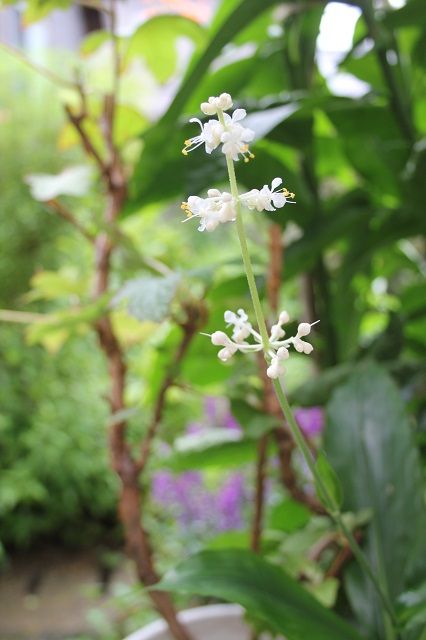 山野草