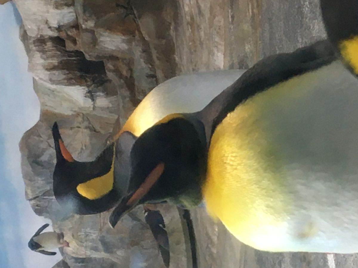 ペンギン水族館💕