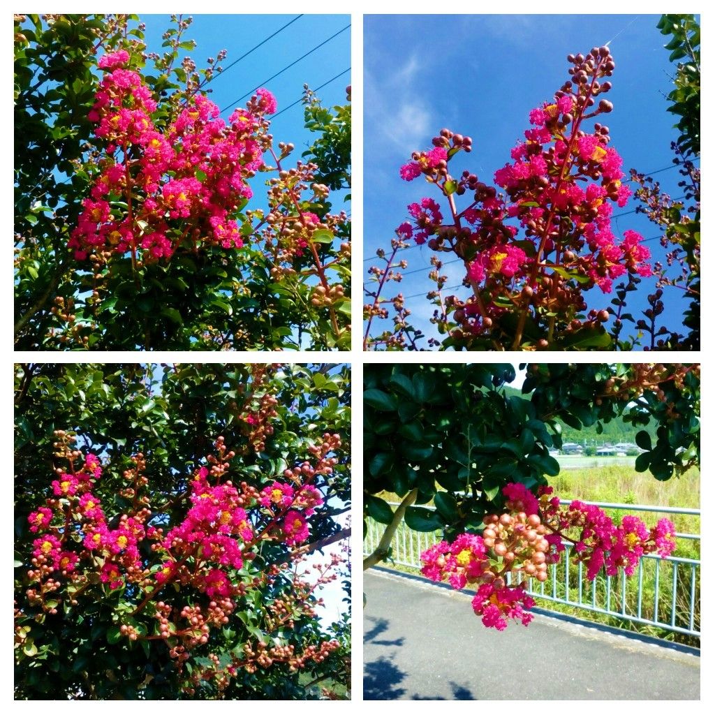 『サルスベリ』が開花し始めました😄