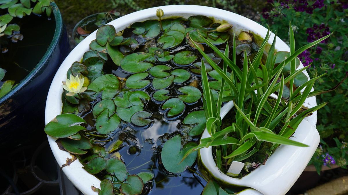 サギ草、今年1番最初の花芽