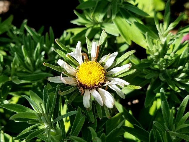 季節外れの花