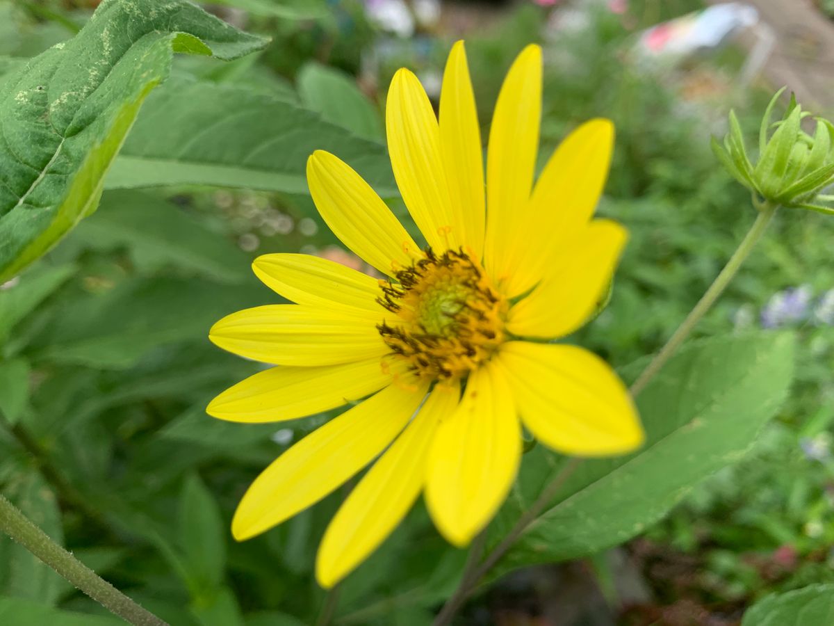 昨日の夏のお花達(^_-)-☆