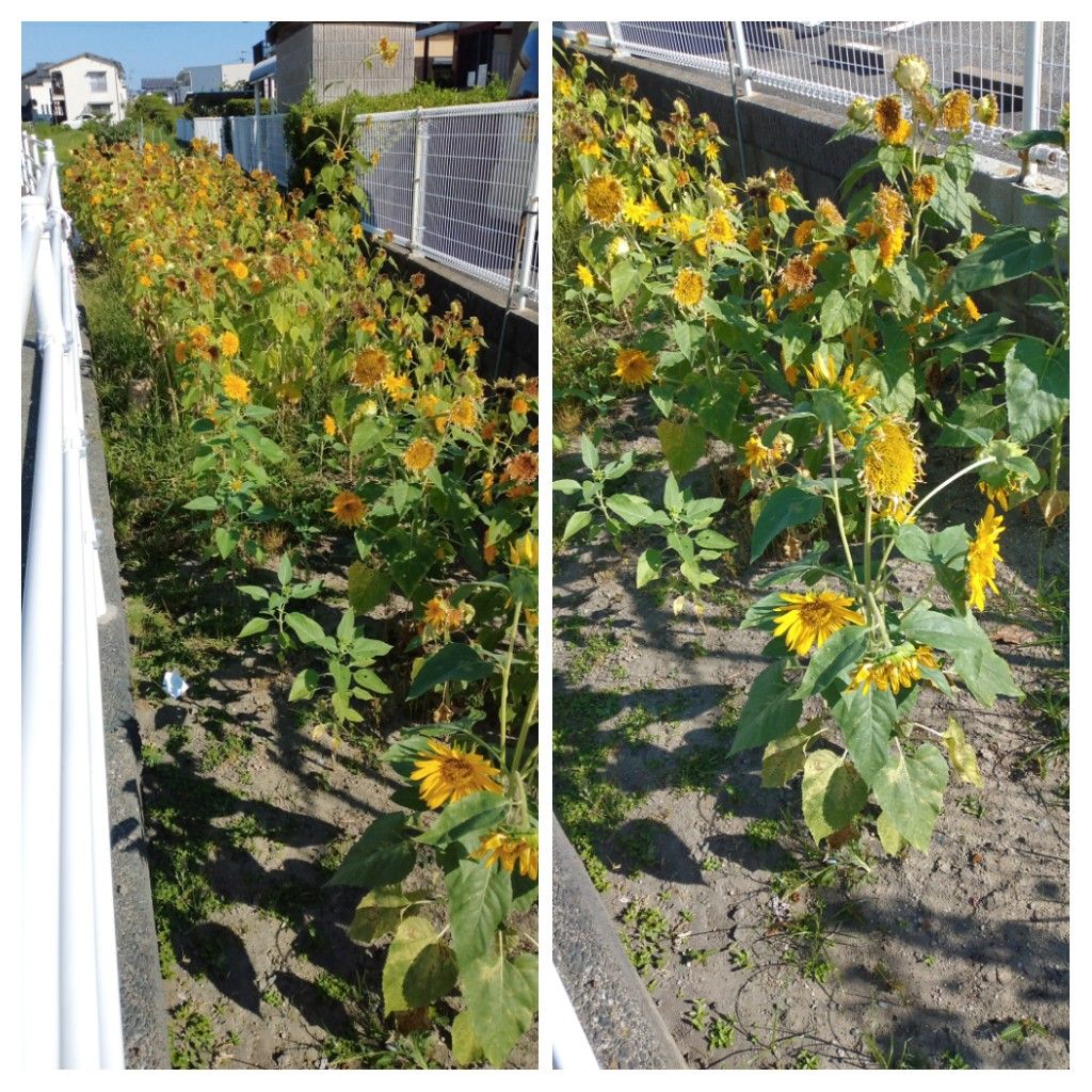 散歩道で見かけた花！