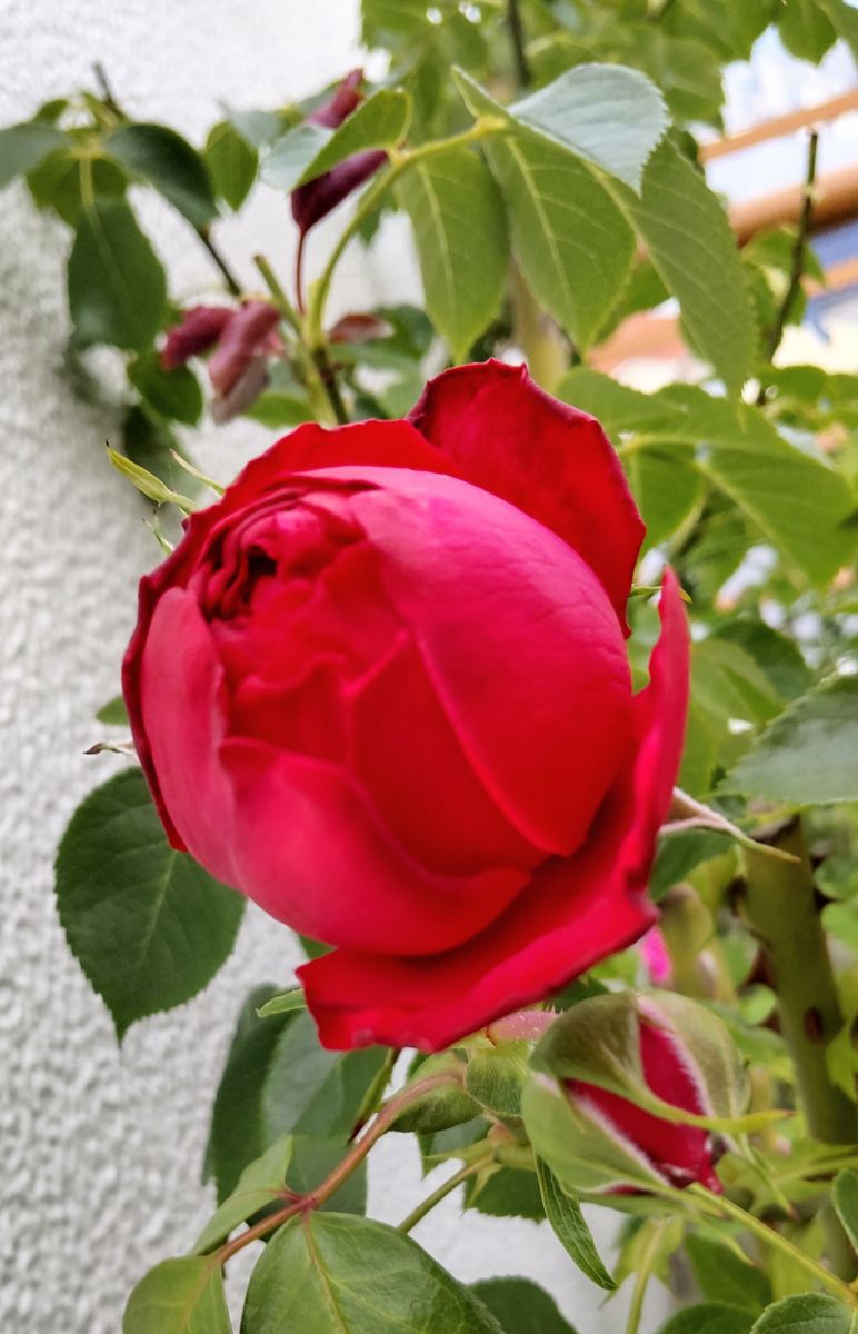 ベランダで咲き続ける薔薇🌹